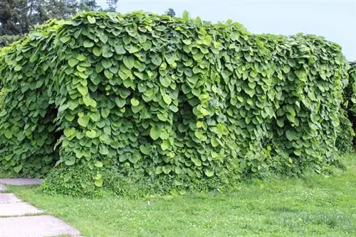 Pipe bindweed prasības