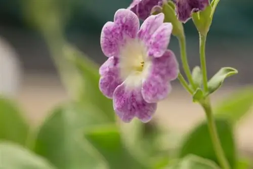 Auricula in de tuin