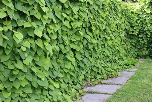 Yeeb bindweed overwinter