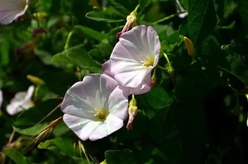 Binweed söödav