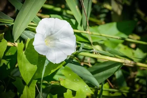 Kumakain ng morning glories