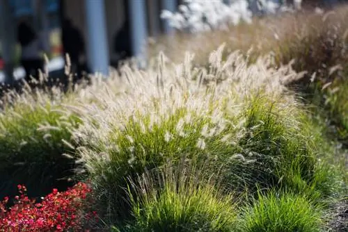 Sweet grasses in the garden and in the field: useful and ornamental plants