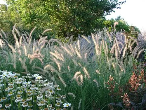 Sweet grass characteristics