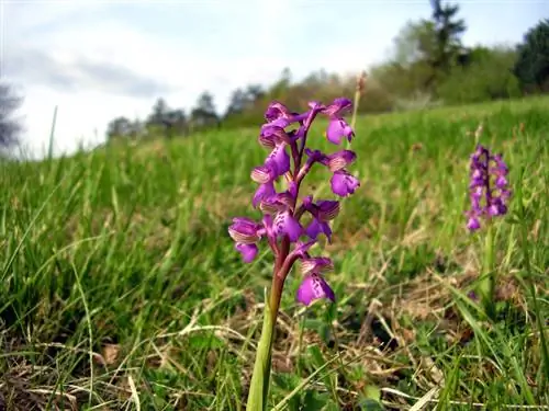 Variedades de orquídeas