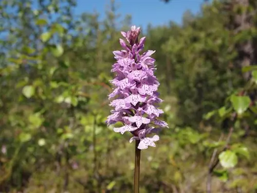 Cuidando la orquídea