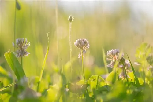 White clover characteristics