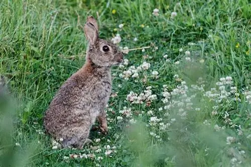 White clover rodents