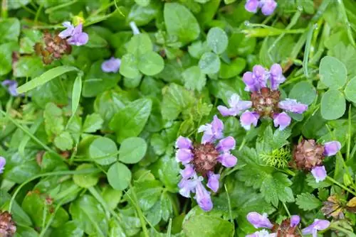 Piccoli brownnock nel prato: ecco come combatterli efficacemente