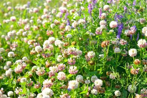 Trifoglio bianco in giardino: quali posizioni sono ottimali?