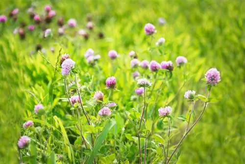 Trèvol de prat de plantes medicinals i útils - Un perfil