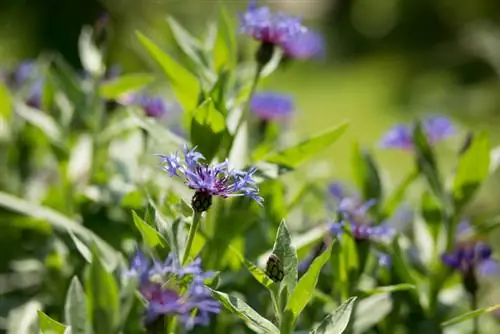 Centaurea de montaña de agua