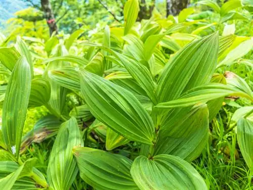 Genziana gialla o Germer bianco? Caratteristiche distintive