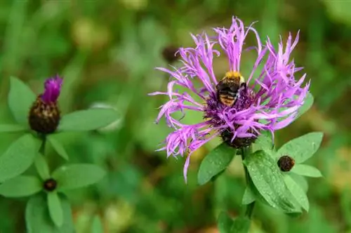 Λιβάδι knapweed χρήση