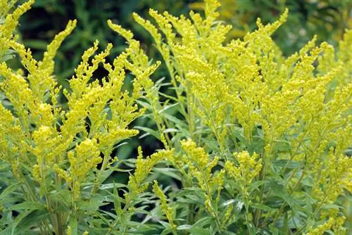 Alisin ang Canadian goldenrod