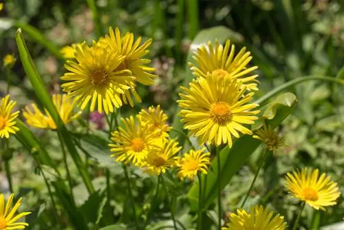 L'entretien des gemroots en toute simplicité : conseils pour des plantes saines