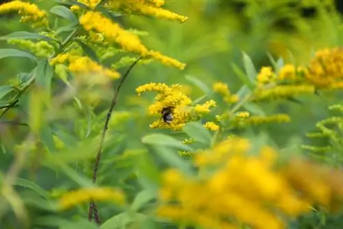 Nguy hiểm Goldenrod Canada