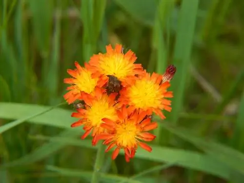 Hawkweed sordid