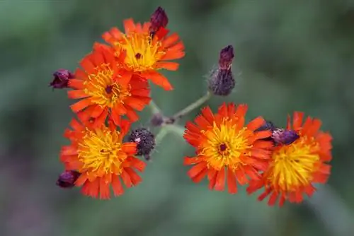 Orange-red hawkweed edible