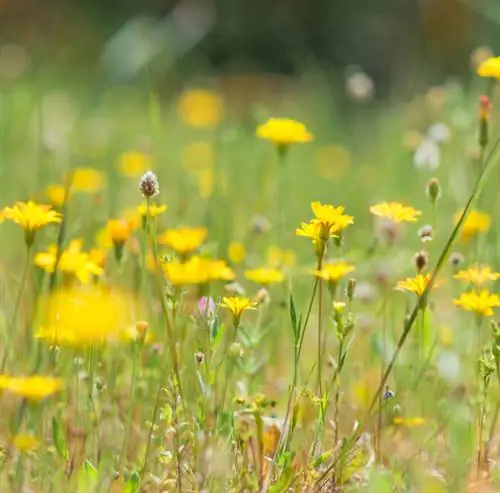 Remove hawkweed