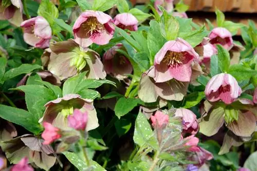 Plant hellebore