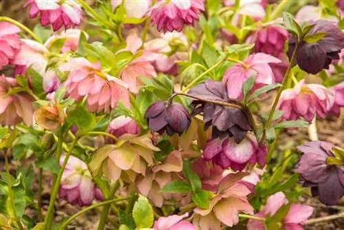 Poda de rosa primaveril