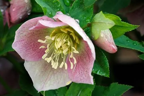 Penjagaan hellebore