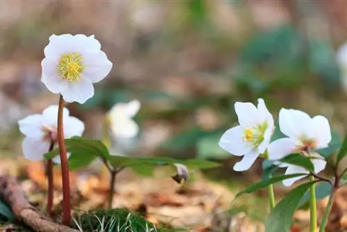 Verspreid Helleborus