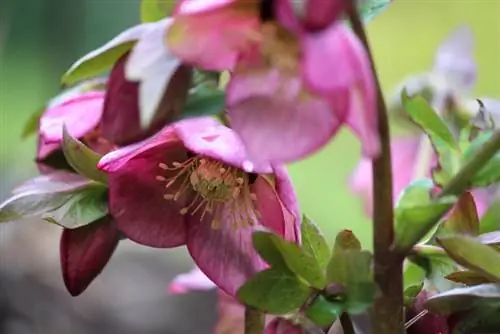 Perbedaan mawar Natal Hellebore