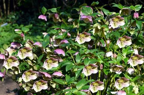 vị trí Hellebore