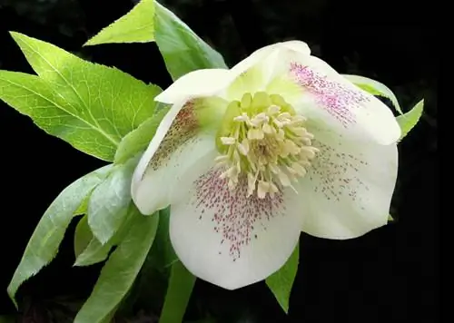 Fertilize hellebore