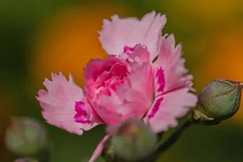 Adakah carnation tahan lasak? Petua penjagaan dan musim sejuk