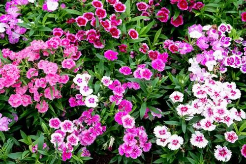 Carnation annual Carnation annual