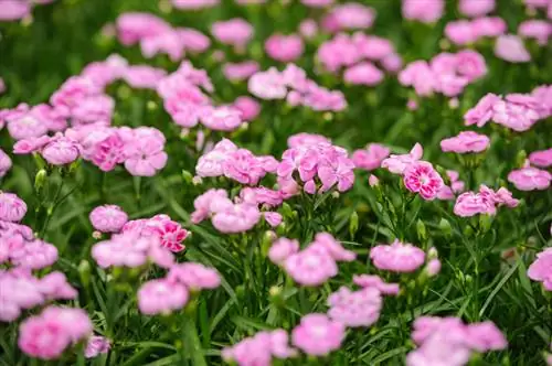 Nellik: plejetips til sunde, storslåede blomster