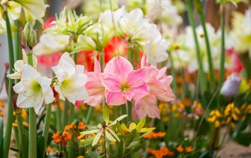 Amaryllis de jardin dans le jardin