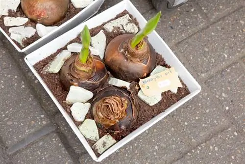 Planter des amaryllis : voilà comment obtenir de magnifiques floraisons hivernales