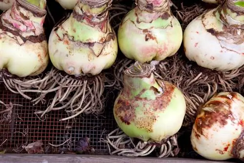 Bahçe nergis zambağı kışı: sağlıklı çiçekler için rehber