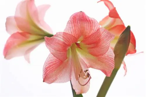 Prendre soin de l'Amaryllis : Conseils pour une magnifique période de floraison