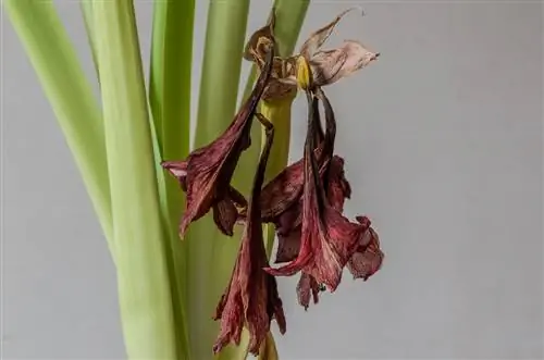 Amaryllis pas lulëzimit: kujdes dhe rilulëzim