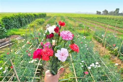 Cortar claveles: así se favorece la floración