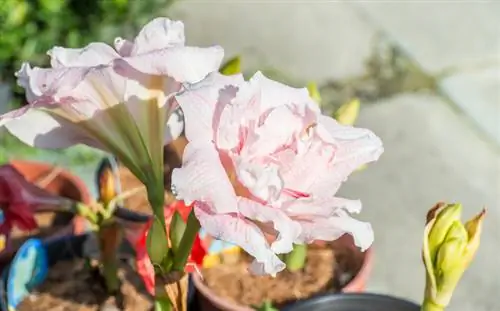 Zo bloeit uw amaryllis in de zomer - tips voor de juiste strategie