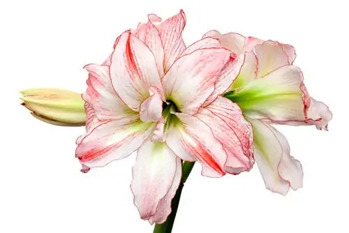 Amaryllis: betekenis en simboliek van die manjifieke blom