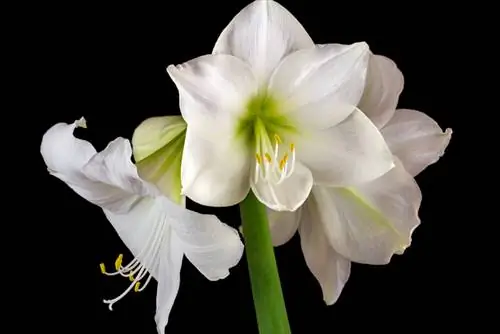 Amaryllis flower: How do I make it bloom?