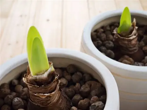 Planta bulbs d'amaryllis