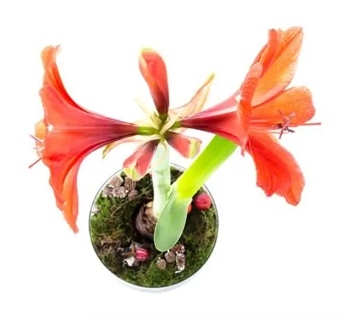 Cura dell'amaryllis: come concimare in modo ottimale la tua pianta