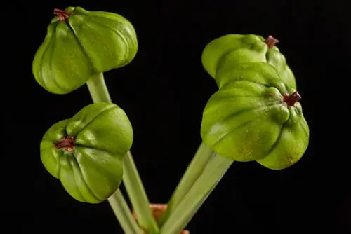 Kuvuna tunda la Amaryllis kwa usahihi: Vidokezo kwa watunza bustani wa hobby