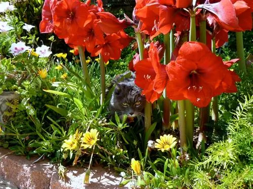 Amaryllis e gatti: quanto è davvero velenosa questa pianta?