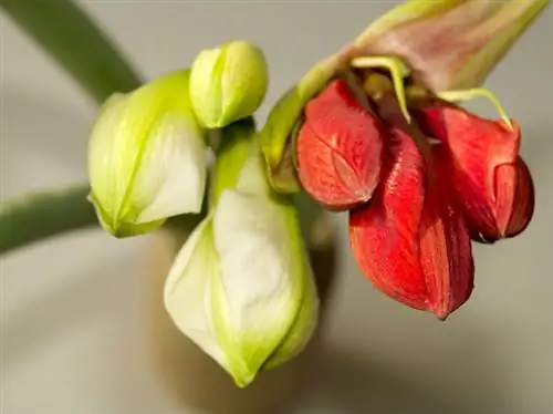 Amaryllis dalam gelas: Inilah cara mendapatkan perawatan sempurna