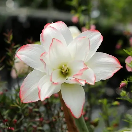 Waar kom die ridder se ster vandaan? - Inligting oor die oorsprong van amaryllis