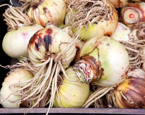 Amaryllis : Étonnamment toxique - ce que vous devez savoir