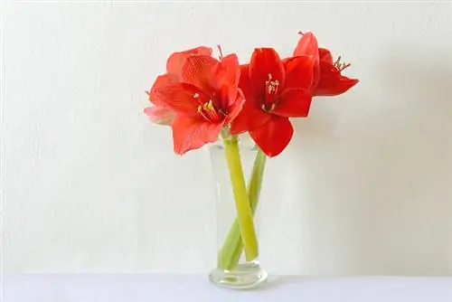 Amaryllis in the vase: This keeps it fresh and beautiful for a long time